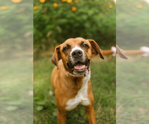Mochie - Female Boxador Dog for Adoption - Photo #4