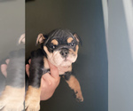 Small Photo #7 Bulldog Puppy For Sale in PORTERVILLE, CA, USA