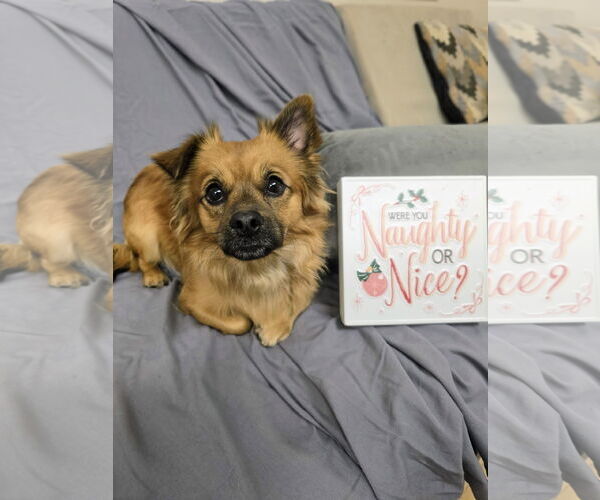 Medium Photo #1 Chihuahua-Unknown Mix Puppy For Sale in Rockaway, NJ, USA