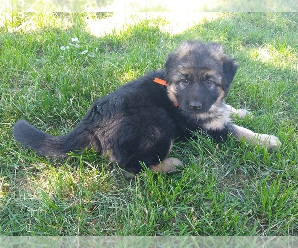 Medium Photo #5 German Shepherd Dog Puppy For Sale in OAK GROVE, OR, USA