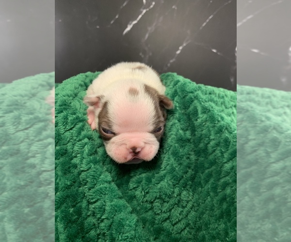 Medium Photo #12 Boston Terrier Puppy For Sale in TULARE, CA, USA