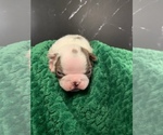 Small #11 Boston Terrier