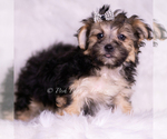 Small #3 Morkie