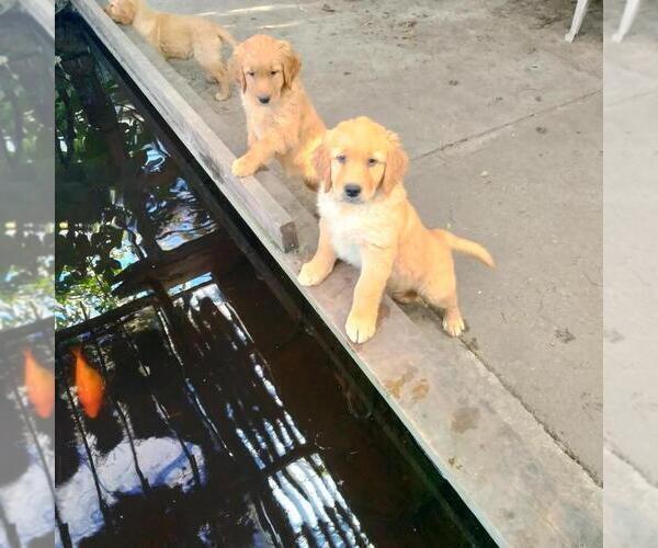 Medium Photo #1 Golden Retriever Puppy For Sale in SAN PABLO, CA, USA