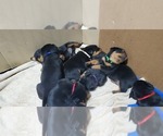 Small Photo #11 Rottweiler Puppy For Sale in ROCKFORD, MI, USA