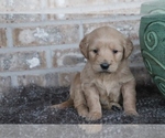 Small Photo #3 English Cream Golden Retriever-Poodle (Standard) Mix Puppy For Sale in ADOLPHUS, KY, USA