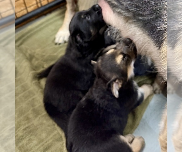 Medium Photo #12 German Shepherd Dog Puppy For Sale in BRIGHTON, CO, USA