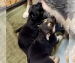 Small #11 German Shepherd Dog