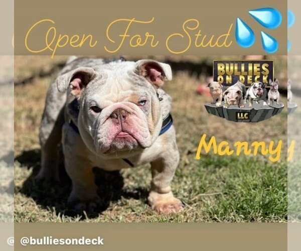 Medium Photo #6 English Bulldog Puppy For Sale in HOUSTON, TX, USA
