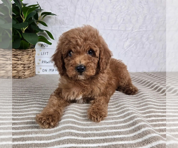 Medium Photo #2 Cavapoo Puppy For Sale in GREENFIELD, IN, USA