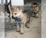 Small Photo #9 Czech Wolfdog-Wolf Hybrid Mix Puppy For Sale in Darova, Timis, Romainia