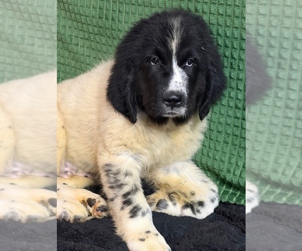 Medium Photo #1 Newfoundland Puppy For Sale in AURORA, IN, USA