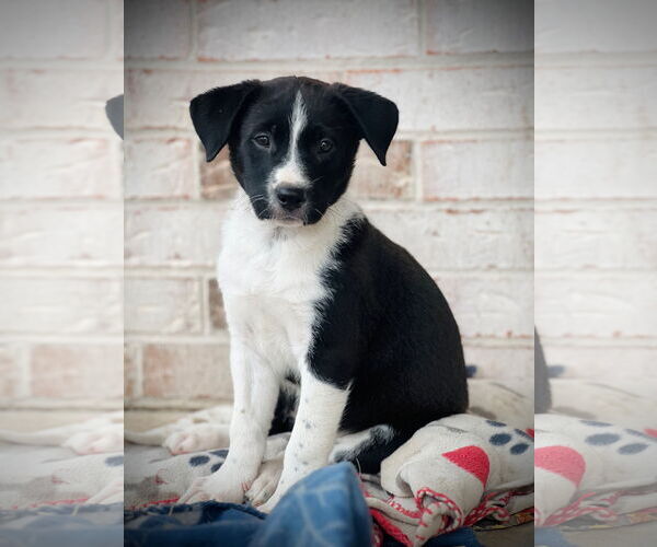 Medium Photo #4 Mutt Puppy For Sale in Amarillo, TX, USA