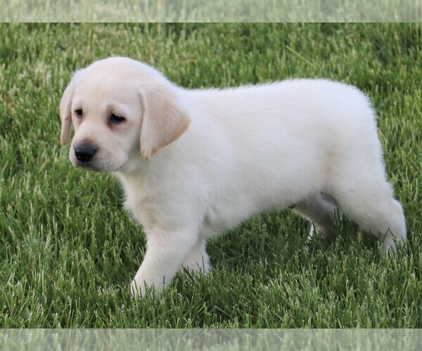 Medium Photo #5 Labrador Retriever Puppy For Sale in SYRACUSE, IN, USA