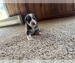 Small Photo #6 Aussiedoodle Puppy For Sale in NEOLA, WV, USA