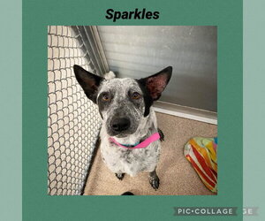 Mutt Dogs for adoption in Kewanee, IL, USA