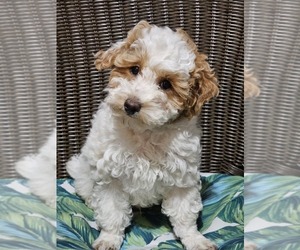 Poodle (Toy) Puppy for Sale in NORTH VERNON, Indiana USA
