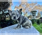 Small #197 French Bulldog
