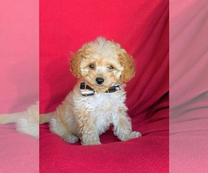 Cavachon-Poodle (Miniature) Mix Puppy for sale in AIRVILLE, PA, USA
