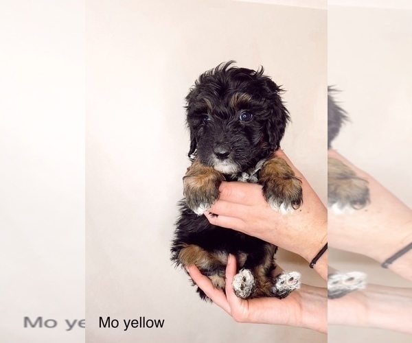 Medium Photo #1 Pyredoodle Puppy For Sale in BRKN ARW, OK, USA
