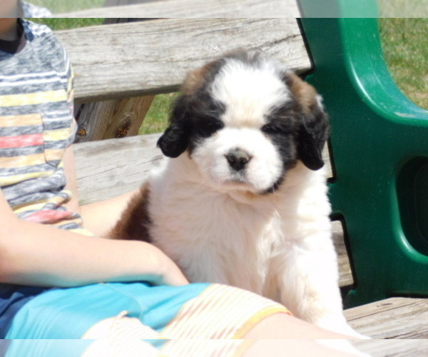 Medium Photo #1 Saint Bernard Puppy For Sale in TAYLOR, MI, USA