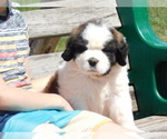 Small Photo #1 Saint Bernard Puppy For Sale in TAYLOR, MI, USA