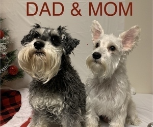 Father of the Miniature Schnauzer-Unknown Mix puppies born on 06/14/2022