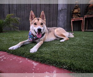 German Shepherd Dog-Huskies Mix Dogs for adoption in San Diego, CA, USA