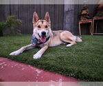 Small German Shepherd Dog-Huskies Mix