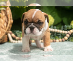 Small Photo #26 English Bulldog Puppy For Sale in MILLERSBURG, OH, USA