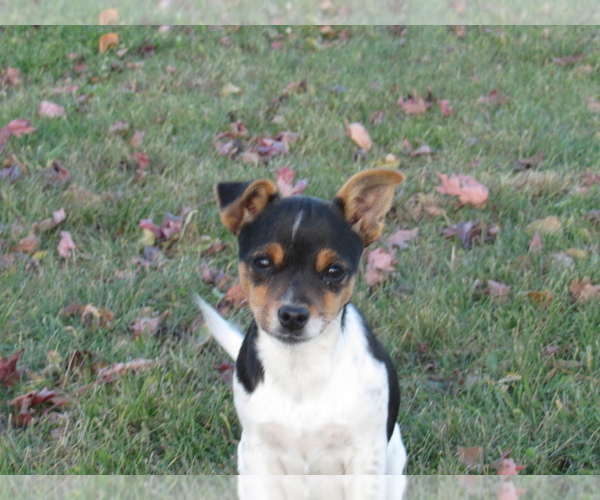 Medium Photo #5 Rat Terrier Puppy For Sale in HILLSBORO, WI, USA