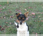 Small #4 Rat Terrier