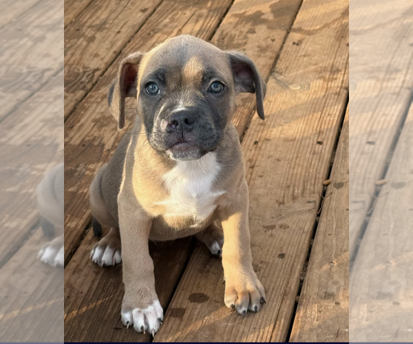 Medium Photo #1 Boxer-Unknown Mix Puppy For Sale in Holly Springs, NC, USA