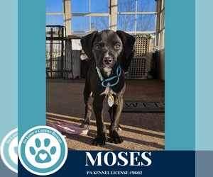 Labrador Retriever-Unknown Mix Dogs for adoption in Kimberton, PA, USA