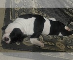 Small #9 American Bulldog