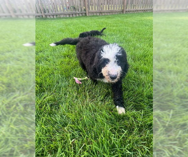 Medium Photo #2 Bernese Mountain Dog Puppy For Sale in Wheaton, IL, USA