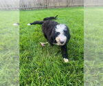 Small #1 Bernese Mountain Dog