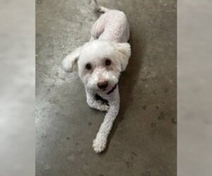 Maggie - Female Poodle (Miniature)-Unknown Mix Dog for Adoption - Photo #3