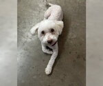 Small Photo #3 Poodle (Miniature)-Unknown Mix Puppy For Sale in Corona, CA, USA