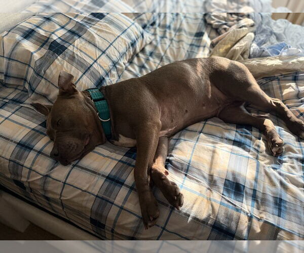 Medium Photo #67 American Staffordshire Terrier Puppy For Sale in Sayreville, NJ, NJ, USA