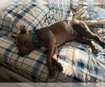 Small #66 American Staffordshire Terrier