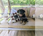 Small #1 Australian Shepherd