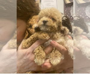 Poodle (Miniature) Dogs for adoption in VENETA, OR, USA