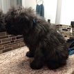 Small Photo #2 Bouvier Des Flandres Puppy For Sale in AMBOY, WA, USA