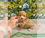 Small Maltipoo (Miniature)
