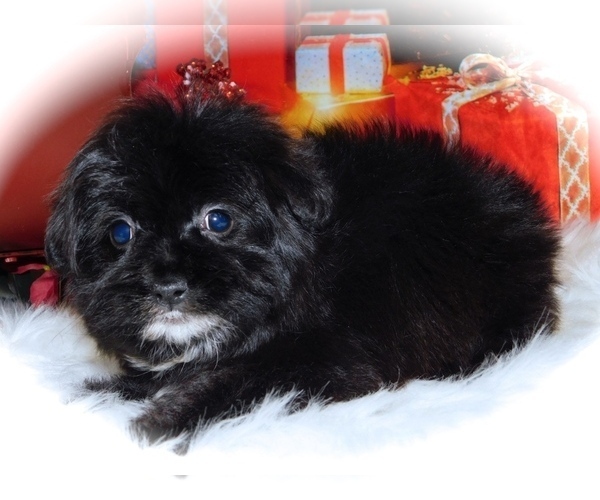 Medium Photo #2 Havashire-Unknown Mix Puppy For Sale in HAMMOND, IN, USA