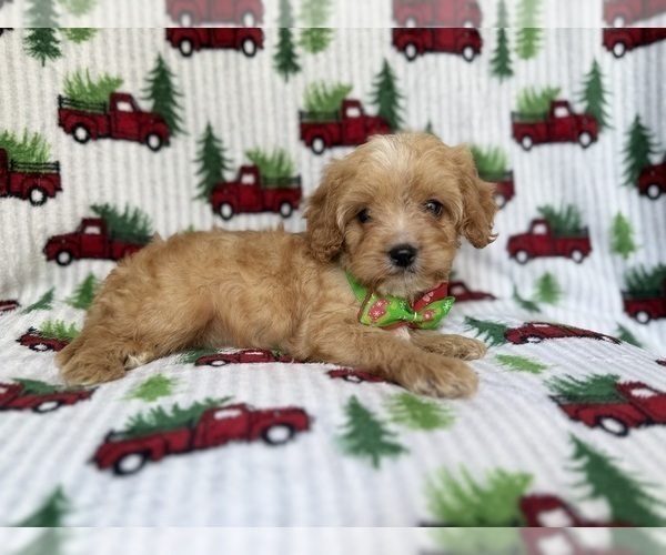Medium Photo #9 Cavapoo (Miniature) Puppy For Sale in LAKELAND, FL, USA