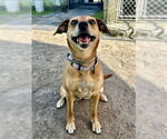 Small #21 Puggle