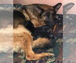 Small Photo #15 German Shepherd Dog Puppy For Sale in MERCED, CA, USA