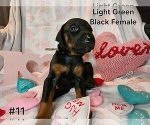 Doberman Pinscher Puppy for sale in CLINTON, OH, USA